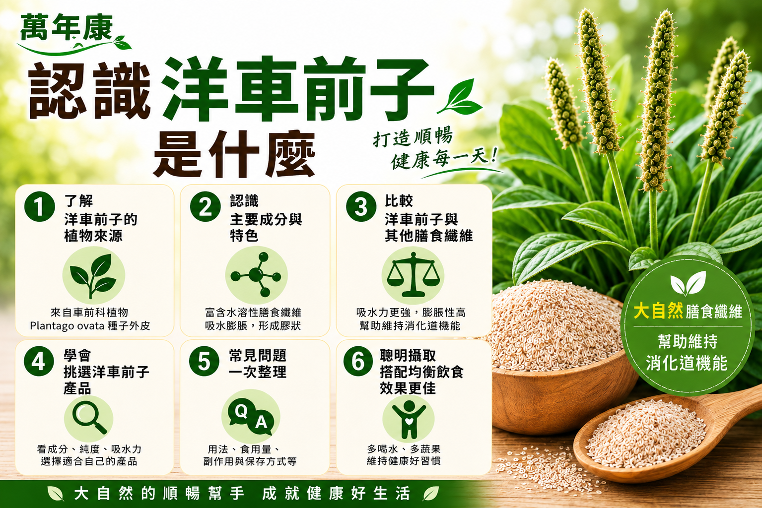 洋車前子是什麼？一次認識來源、成分、特色與挑選重點｜萬年康健康生活館